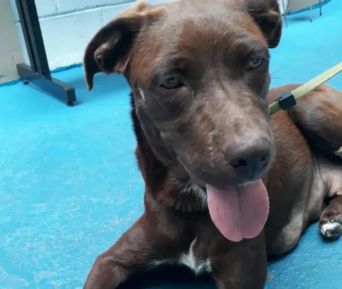 Cachorro ra a SRD idade 1 ano nome Cacau