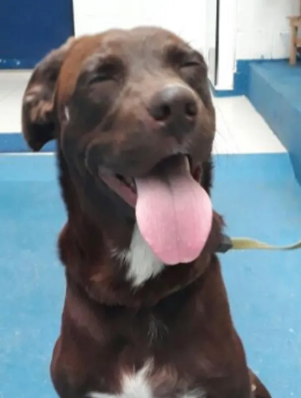 Cachorro ra a SRD idade 1 ano nome Cacau