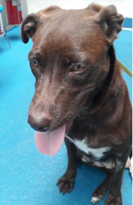 Cachorro ra a SRD idade 1 ano nome Cacau