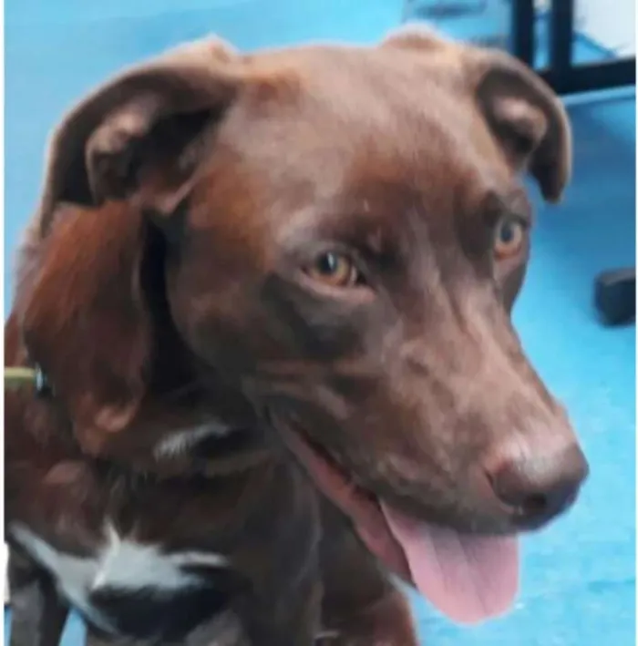 Cachorro ra a SRD idade 1 ano nome Cacau