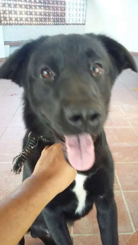 Cachorro ra a Golden Retriever idade 1 ano nome Rufus