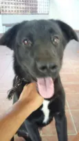 Rufus