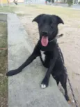 Rufus