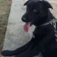 Rufus