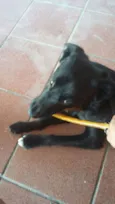 Rufus