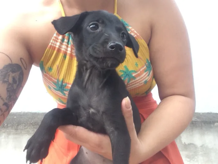 Cachorro raça SRD idade 2 a 6 meses nome Mel