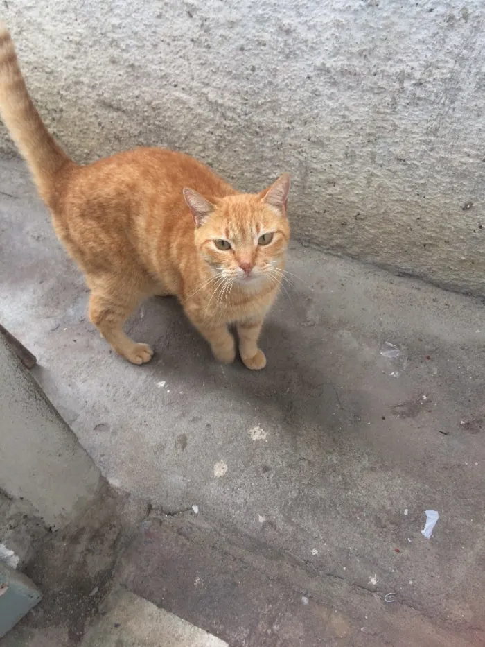 Gato raça  idade 5 anos nome Nina