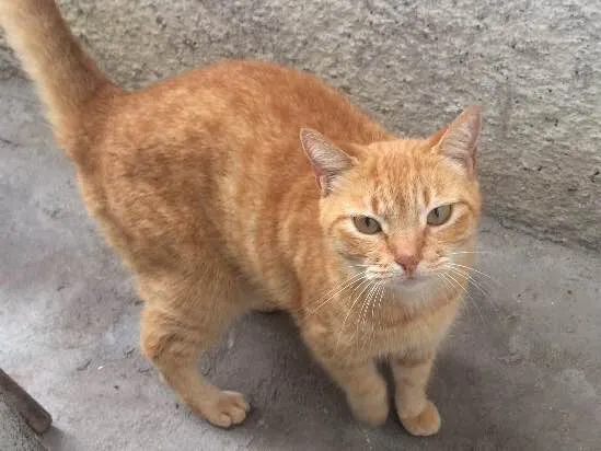 Gato raça  idade 5 anos nome Nina