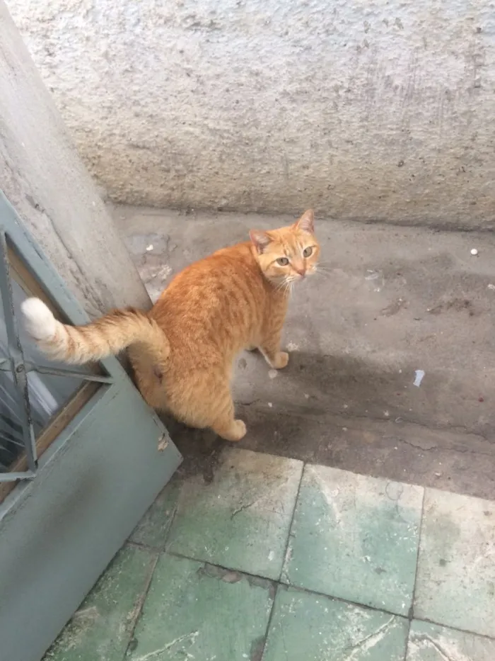 Gato raça  idade 5 anos nome Nina