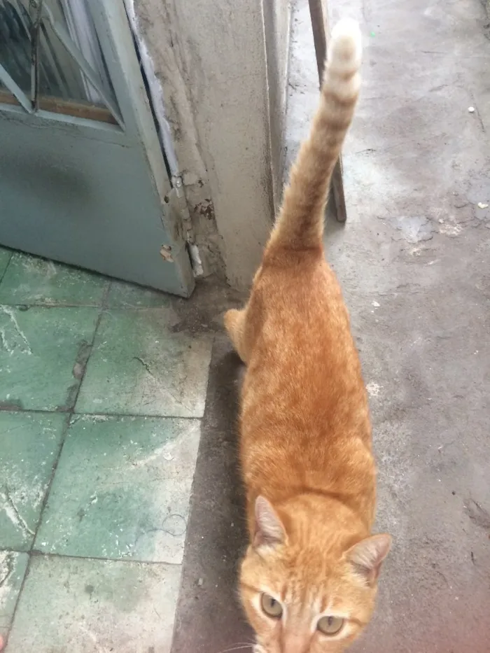 Gato raça  idade 5 anos nome Nina