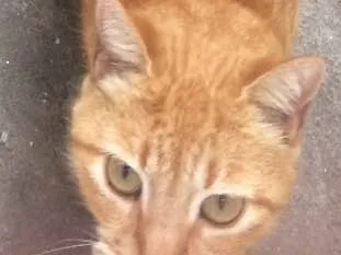Gato raça  idade 5 anos nome Nina