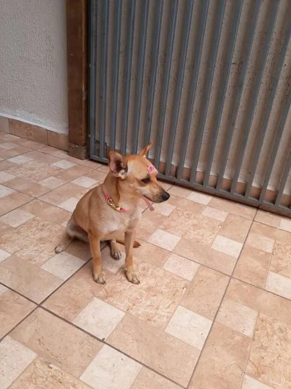 Cachorro ra a SRD idade 1 ano nome Lolla