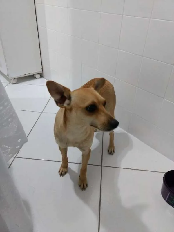 Cachorro ra a SRD idade 1 ano nome Lolla