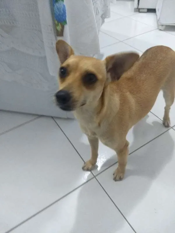 Cachorro ra a SRD idade 1 ano nome Lolla