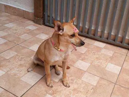 Cachorro ra a SRD idade 1 ano nome Lolla