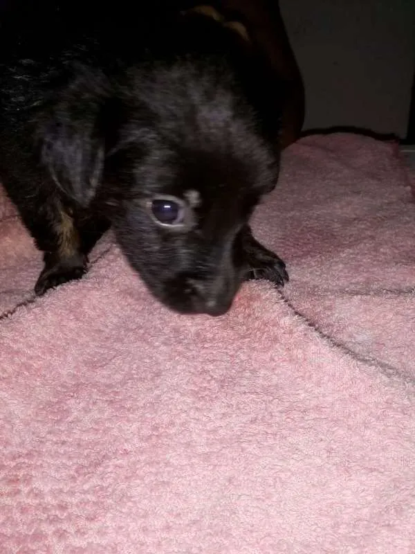 Cachorro raça vira lata idade 2 a 6 meses nome procurando um lar