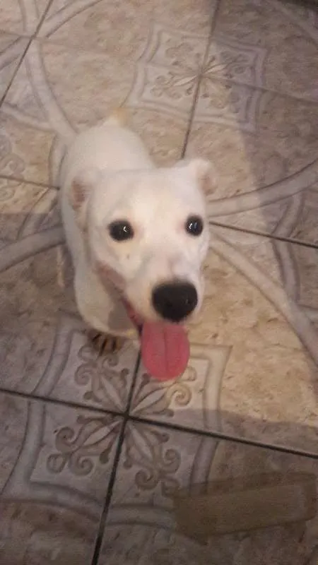 Cachorro ra a jack russel idade 1 ano nome boby