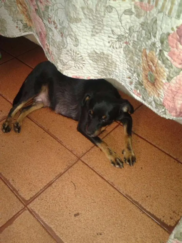 Cachorro raça Sem raça definida idade 5 anos nome Lesse