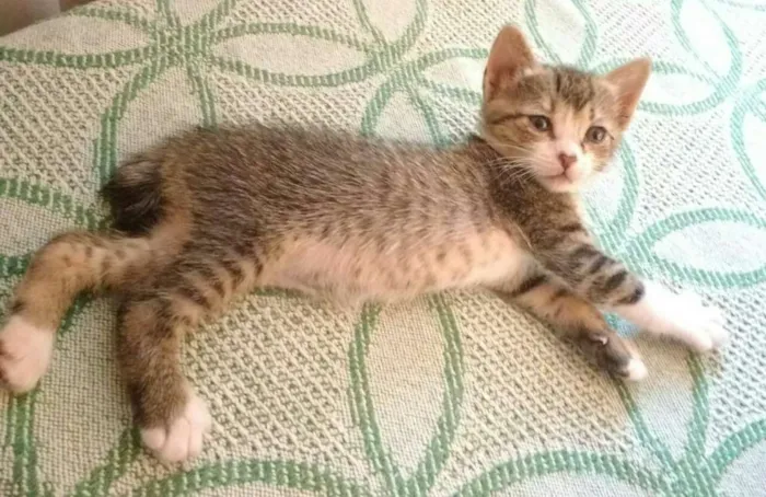 Gato raça não tem idade 2 a 6 meses nome não tem