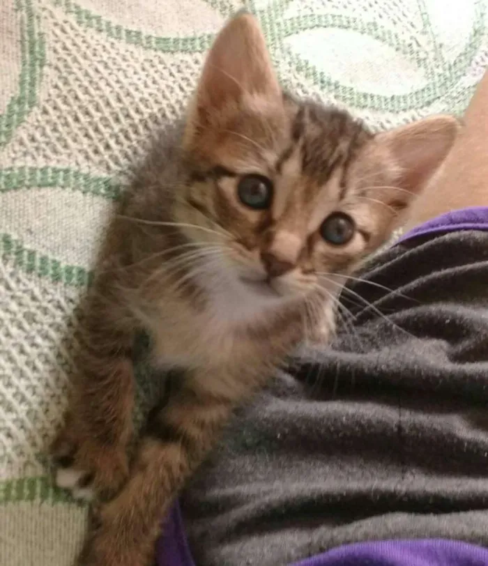 Gato raça não tem idade 2 a 6 meses nome não tem