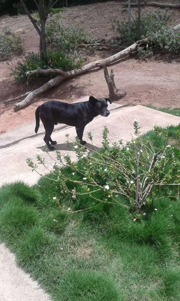 Cachorro raça Sem raça definida idade 6 ou mais anos nome Henrique