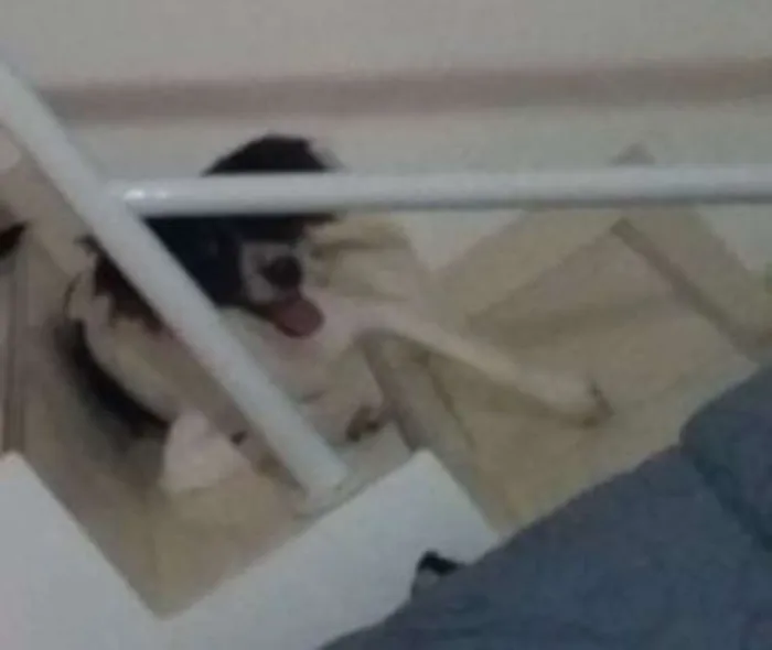 Cachorro raça sem idade 1 ano nome Black