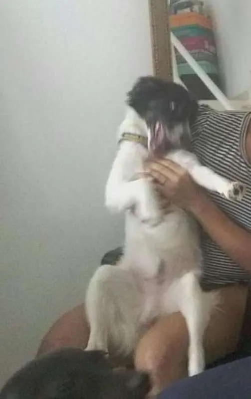 Cachorro raça sem idade 1 ano nome Black