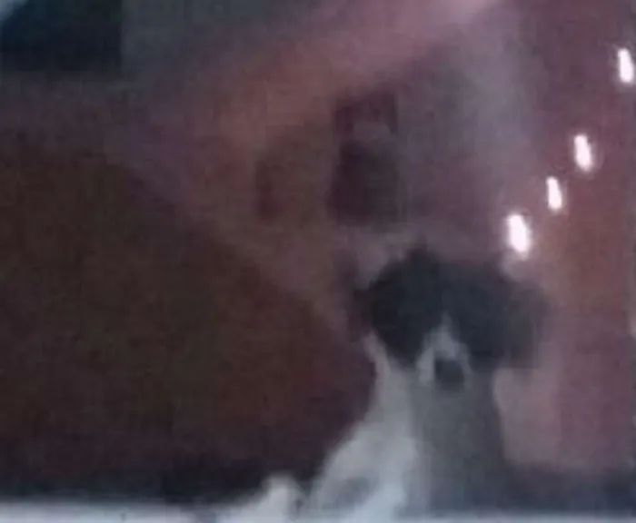 Cachorro raça sem idade 1 ano nome Black
