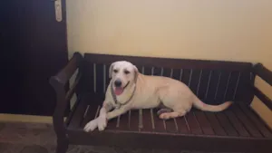 Cachorro raça Labrador idade 3 anos nome Thor