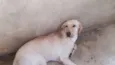Bruce