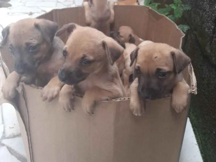 Cachorro ra a Mista idade 2 a 6 meses nome Não possuem 