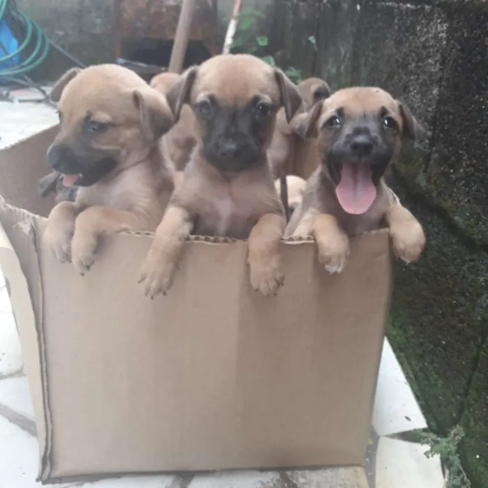 Cachorro ra a Mista idade 2 a 6 meses nome Não possuem 