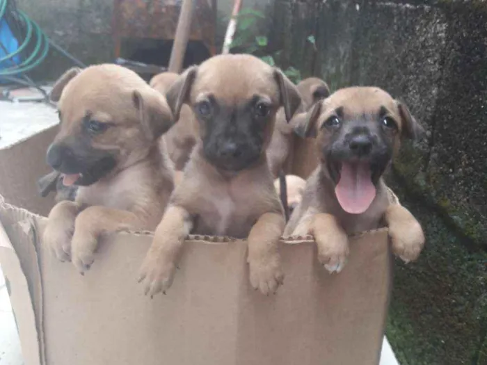 Cachorro ra a Mista idade 2 a 6 meses nome Não possuem 