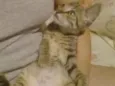 Tigrinho