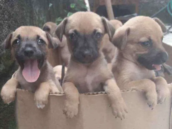 Cachorro ra a Mista idade 2 a 6 meses nome Não possuem 