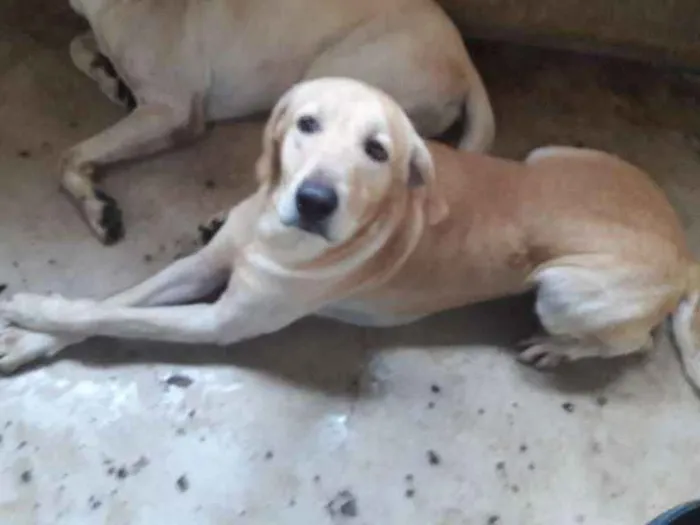Cachorro ra a Labrador  idade 3 anos nome Thor