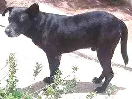 Cachorro raça Sem raça definida idade 6 ou mais anos nome Henrique