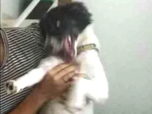 Cachorro raça sem idade 1 ano nome Black