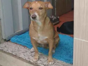 Cachorro raça Sem raça definida idade 5 anos nome Frederico
