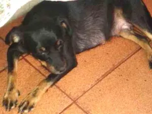 Cachorro raça Sem raça definida idade 5 anos nome Lesse