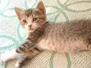 Gato raça não tem idade 2 a 6 meses nome não tem