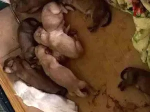 Cachorro raça vira lata idade Abaixo de 2 meses nome sem nome!!