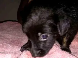 Cachorro raça vira lata idade 2 a 6 meses nome procurando um lar