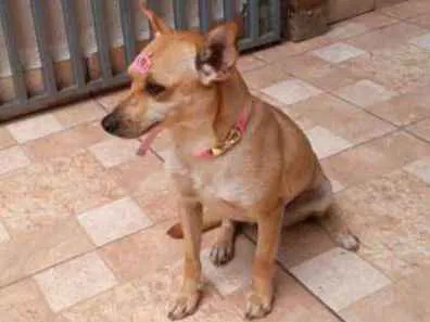 Cachorro ra a SRD idade 1 ano nome Lolla