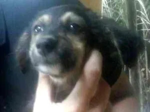 Cachorro raça vira-lata idade 2 a 6 meses nome melyssa e ralph