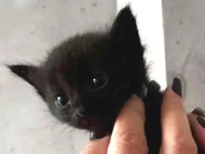 Gato raça  idade Abaixo de 2 meses nome Gatos