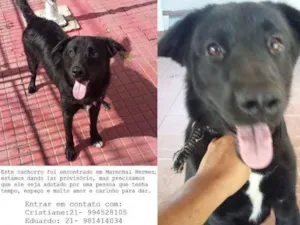 Cachorro raça Golden Retriever idade 1 ano nome Rufus