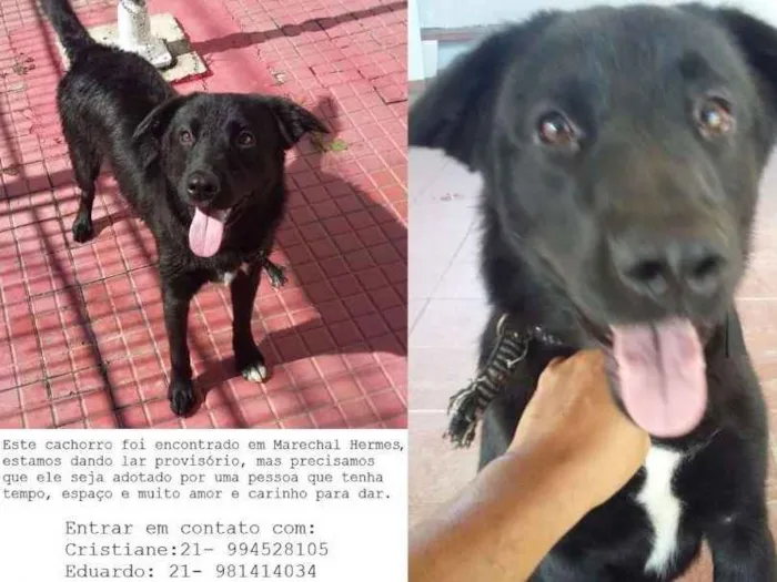 Cachorro ra a Golden Retriever idade 1 ano nome Rufus