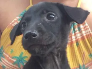 Cachorro raça SRD idade 2 a 6 meses nome Mel