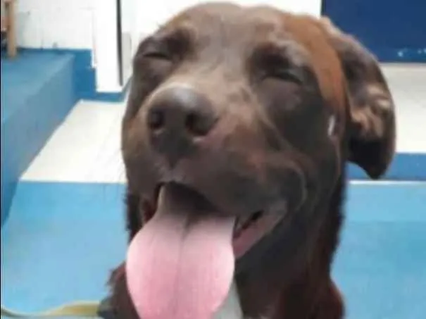 Cachorro ra a SRD idade 1 ano nome Cacau